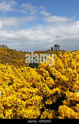 Vista attraverso le ginestre sul comune alle torri d'acqua a Southwold, Suffolk, Inghilterra, Regno Unito Foto Stock