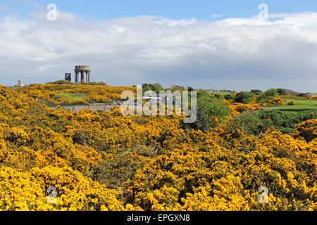 Vista attraverso le ginestre sul comune alle torri d'acqua a Southwold, Suffolk, Inghilterra, Regno Unito Foto Stock