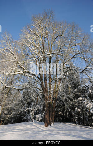 Ippocastano Foto Stock