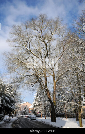 La pagoda giapponese albero Foto Stock