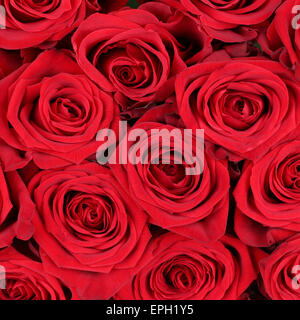 Hintergrund Rosen zum Valentinstag, Geburtstag oder Muttertag Foto Stock