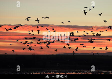 Le oche delle nevi presso sunrise Foto Stock