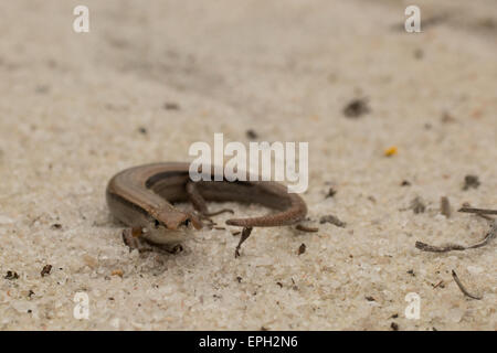 Little brown skink - Scincella lateralis Foto Stock