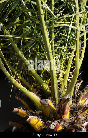 Isola Canarie data palm Foto Stock