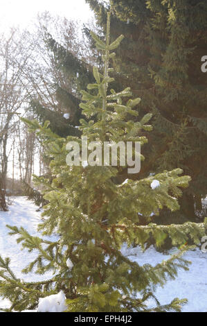 Abete siberiano Foto Stock