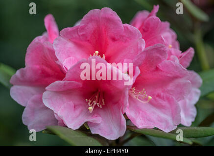 Rhododendron Vintage rose rosa fiori ricchi Foto Stock