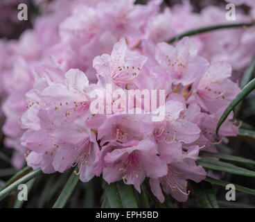 Rhododendron makinoi rosa fiori ricchi Foto Stock
