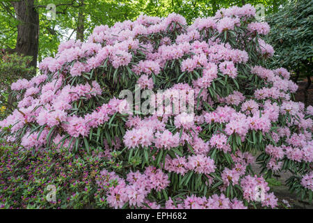 Rhododendron makinoi rosa fiori ricchi Foto Stock