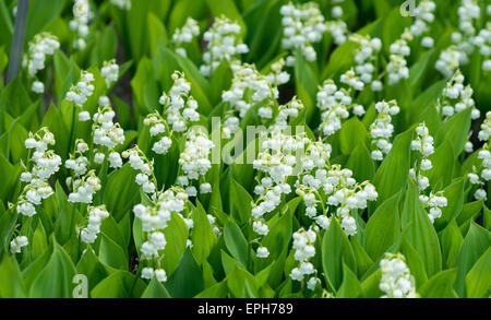 Il giglio della valle di fiori bianchi e foglie verdi convallaria majalis Foto Stock