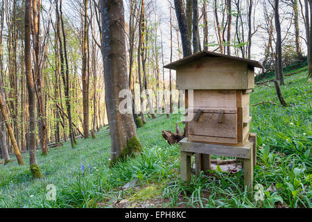 Un tradizionale in legno in alveare bluebell boschi Foto Stock