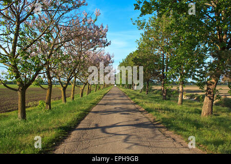 Tree Avenue vicino a Becej in Serbia Foto Stock