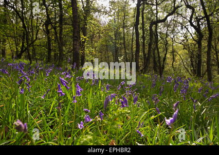 Bluebells a Hardcastle Crags. Foto Stock