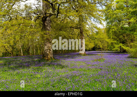 Radura boschiva delle Bluebells Foto Stock