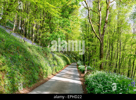 Un paese vicolo che conduce attraverso boschi bluebell nd foderato con aglio selvatico vicino a Looe in Cornovaglia Foto Stock