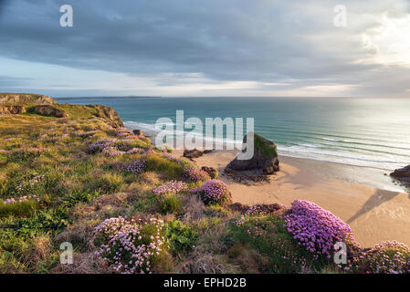 Estate Mare parsimonia in fiore sulle falesie sopra Bedruthan Steps sulla North Cornwall coast Foto Stock