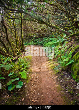 Wanderung durch den Nebelwald im Gebirge Anaga Foto Stock