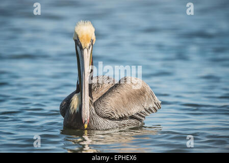 Pellicano marrone (Pelecanus occidentalis) Foto Stock