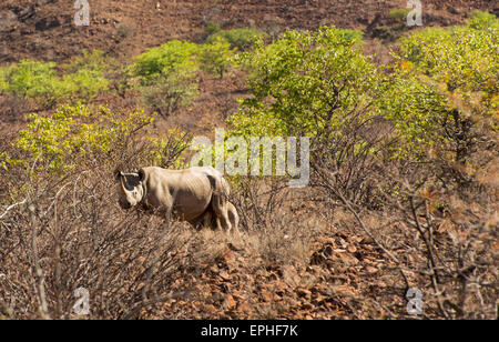 Africa, Namibia. Escursione di un giorno il monitoraggio del deserto rinoceronte nero. Rhinoceros staring. Foto Stock