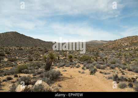 Una fotografia scattata in Lost Horse Mine Trail a Joshua Tree National Park, in California. Foto Stock