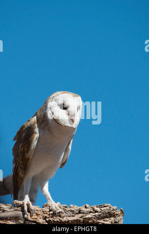 Australia, NT, Alice Springs. Il Parco del Deserto Alice Springs. Comune di barbagianni. Foto Stock