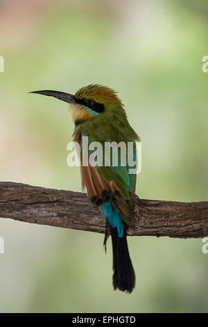 Australia, NT, Alice Springs. Il Parco del Deserto Alice Springs. Rainbow gruccione (Captive: Merops ornatus) Foto Stock