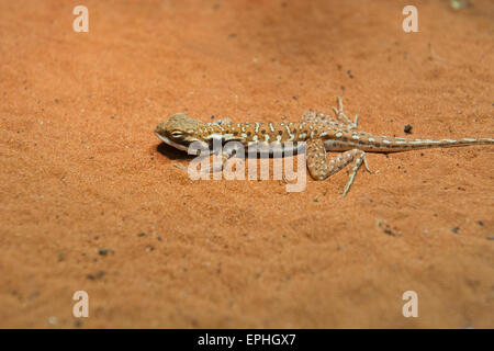 Australia, NT, Alice Springs. Il Parco del Deserto Alice Springs. Drago militare (prigioniero). Foto Stock