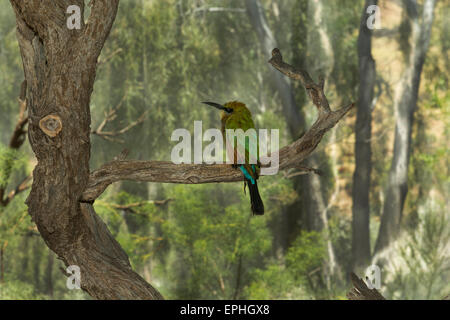 Australia, NT, Alice Springs. Il Parco del Deserto Alice Springs. Rainbow gruccione (Captive: Merops ornatus) Foto Stock