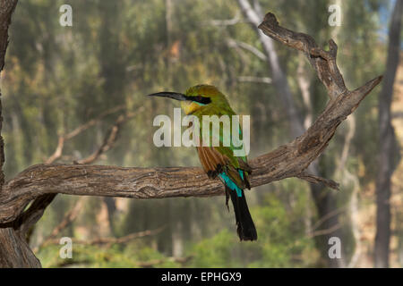 Australia, NT, Alice Springs. Il Parco del Deserto Alice Springs. Rainbow gruccione (Captive: Merops ornatus) Foto Stock