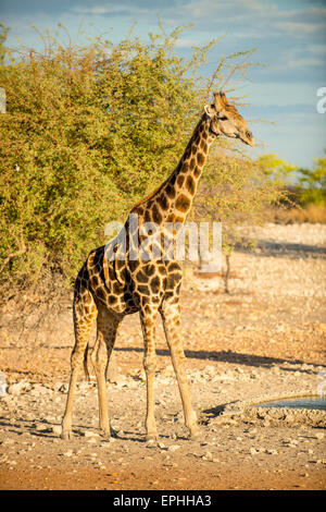 Africa, Namibia. Anderson Camp vicino al Parco Nazionale di Etosha. Giraffa singolo in piedi. Foto Stock