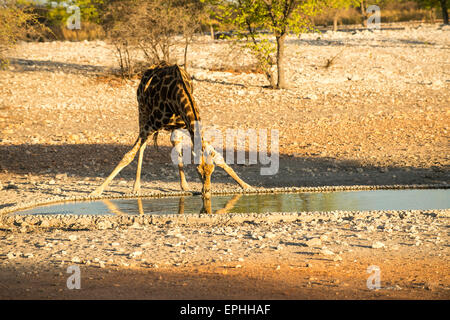 Africa, Namibia. Anderson Camp vicino al Parco Nazionale di Etosha. Unico giraffe bere da waterhole. Foto Stock