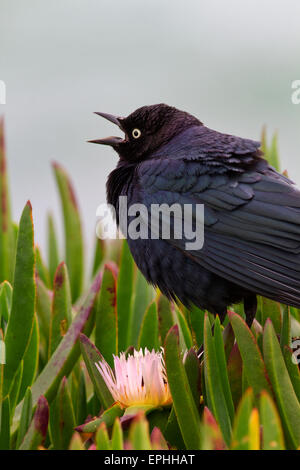 Brewer's Blackbird Costa della California Foto Stock