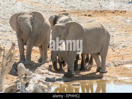 Africa, Namibia. Il Parco Nazionale di Etosha. Gli elefanti in piedi vicino al fiume. Foto Stock