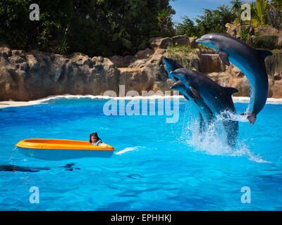 Delfine im Loro Parque in Puerto de la Cruz Foto Stock