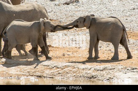 Africa, Namibia. Il Parco Nazionale di Etosha. Due giovani elefanti in riproduzione. Foto Stock