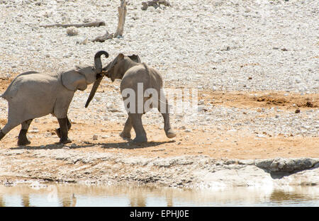 Africa, Namibia. Il Parco Nazionale di Etosha. Due giovani elefanti in riproduzione. Foto Stock