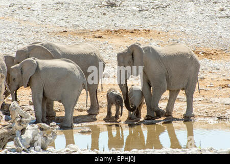 Africa, Namibia. Il Parco Nazionale di Etosha. Gruppo di elefanti in piedi vicino al fiume. Foto Stock