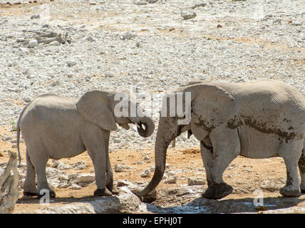 Africa, Namibia. Il Parco Nazionale di Etosha. Due elefanti giocando nei pressi di fango. Foto Stock