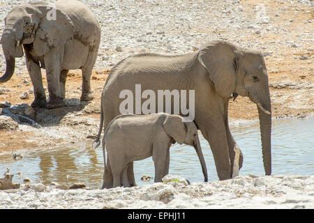 Africa, Namibia. Il Parco Nazionale di Etosha. Due elefanti in piedi vicino al fiume. Foto Stock