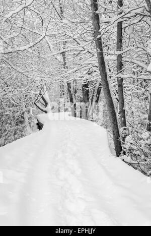 Raro pesante caduta di neve più in Vancouver, Dicembre 2008 Foto Stock