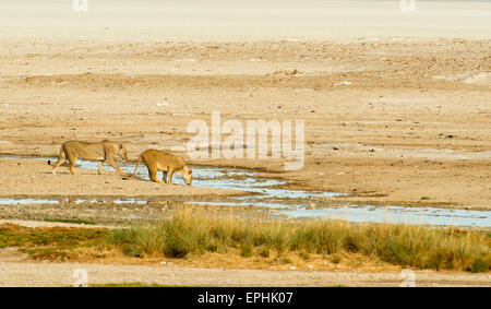 Africa, Namibia. Il Parco Nazionale di Etosha. Due leoni di bere dal flusso. Foto Stock