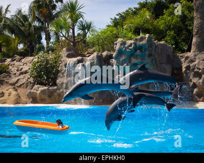 Delfine im Loro Parque in Puerto de la Cruz Foto Stock