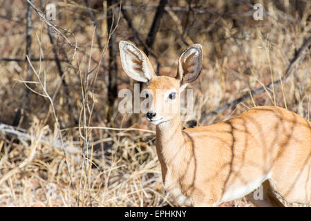 Africa, Namibia. Fondazione Africat. Damara dik-dik staring off in distanza. Foto Stock