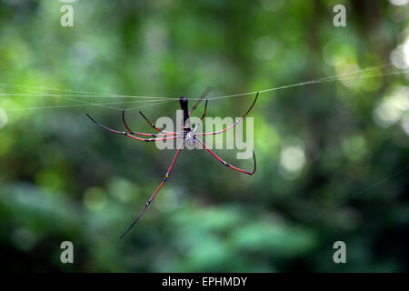 Gigante di seta dorata Orb Weaver Spider (Nephila pilipes) nella foresta pluviale tropicale Foto Stock