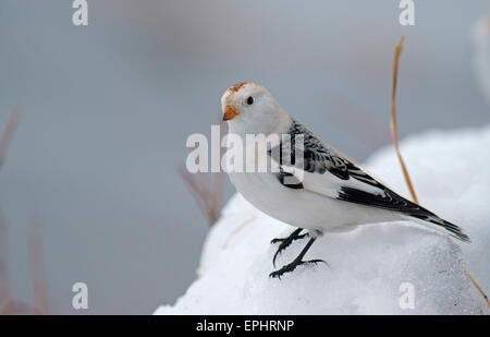 Snow Bunting (Plectrophenax nivalis), maschio, Kuusamo, Finlandia Foto Stock