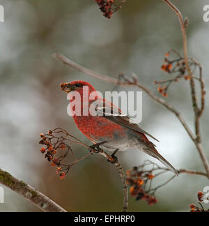 Pine Grosbeak (Pinicola enucleator), maschio, Kuusamo, Finlandia Foto Stock