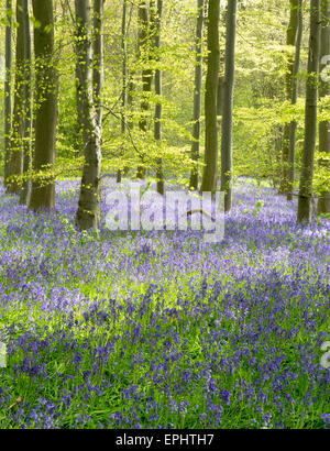 Bluebell wood vicino a Otley in North Yorkshire, Maggio 2015 Foto Stock