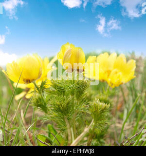 Fiori gialli (Adonis vernalis) Foto Stock