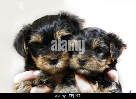 Yorkshire Terrier Foto Stock