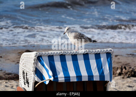 Seagull su una sdraio sulla spiaggia Foto Stock