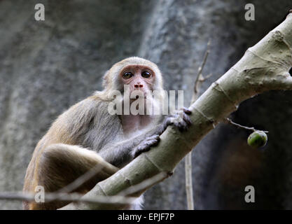 Ritratto della scimmia triste. Parco delle scimmie in Indonesia. Bali Foto Stock
